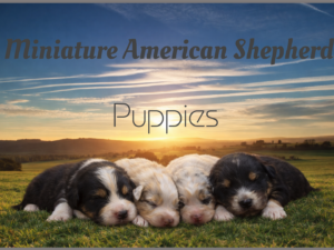 Miniature American Shepherd Puppies