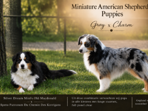 Miniature American Shepherd Puppies
