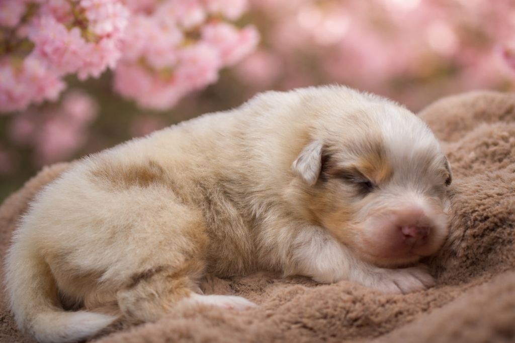 Update puppy planning!