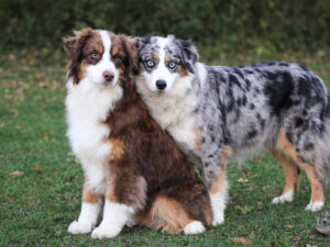 Miniature American Shepherd Puppies Teddy x Sugar