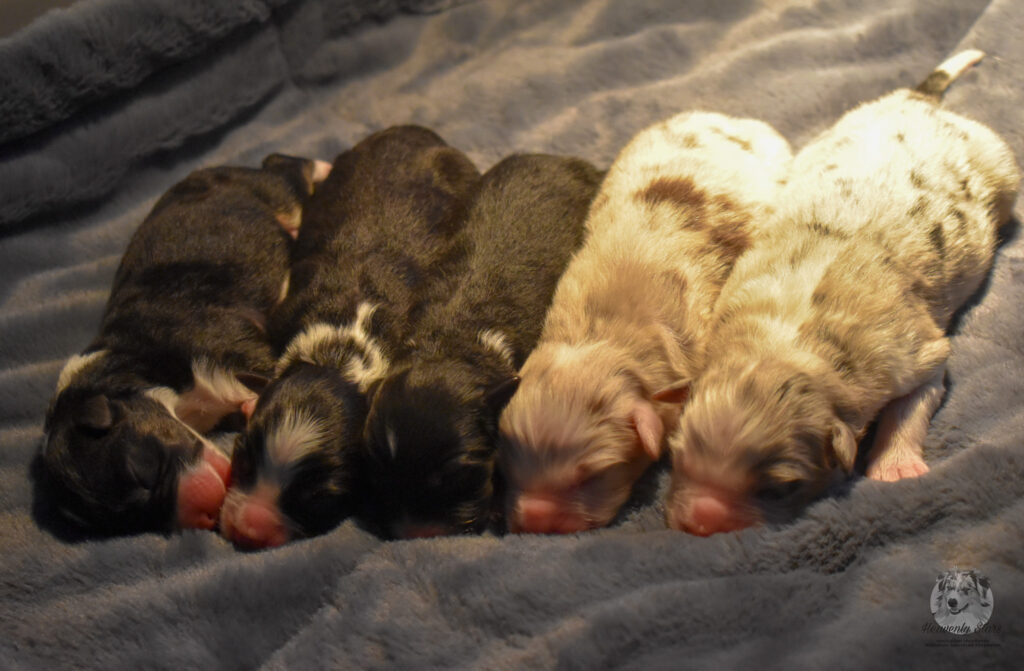 Wij verwachten weer Aussie pups!