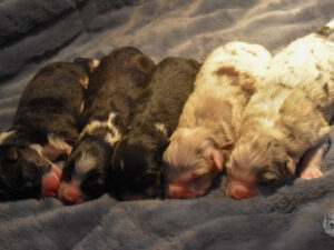 Australian Shepherd Puppies