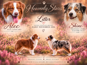 Australian Shepherd Puppies