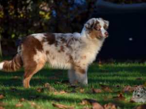 Heavenly Stars You Got Me Rocking "Journey"