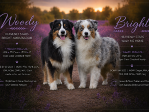 Australian Shepherd Puppies Woody x Bright