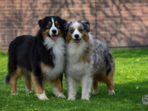 Australian Shepherd Puppies Woody x Bright