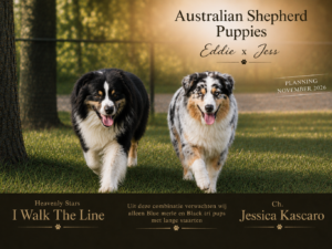 Australian Shepherd Puppies