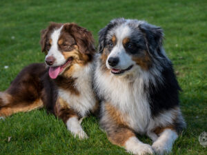 Miniature American Shepherd Puppies Gray x Secret