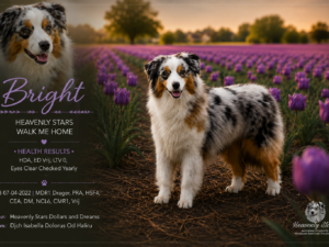 Heavenly Stars Walk Me Home "Bright"