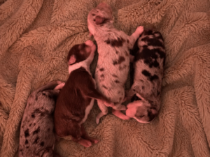 pups Gray x secret