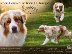 American Gangster Du Chemin Des Korrigans "Oakley"