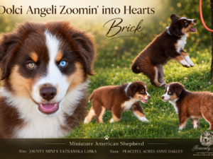 Dolci Angeli Zoomin' Into Hearts "Brick"